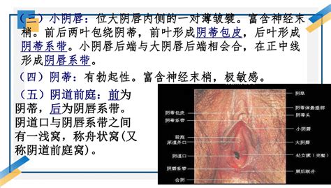 女生阴毛|女性外生殖器